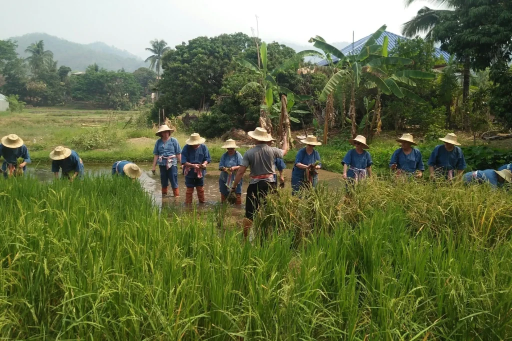 Rice Planting